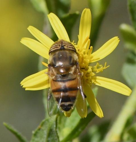 Réf. 241 231 : Eristalinus taeniops